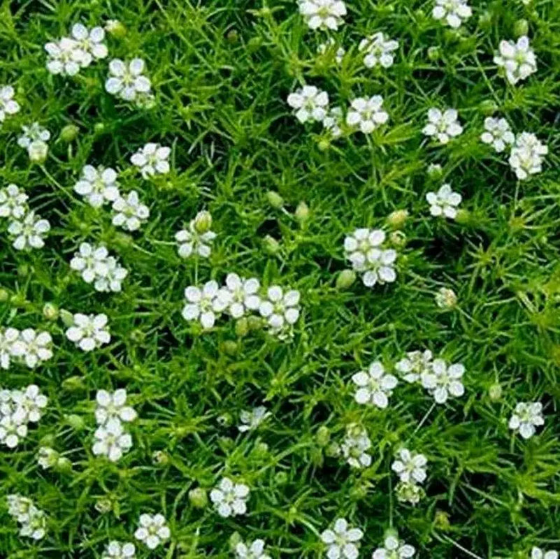 1000 Beautiful Irish Moss Seeds USA Shipped Tracking Provided