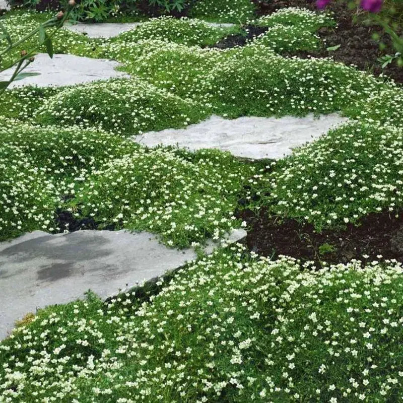 1000 Beautiful Irish Moss Seeds USA Shipped Tracking Provided