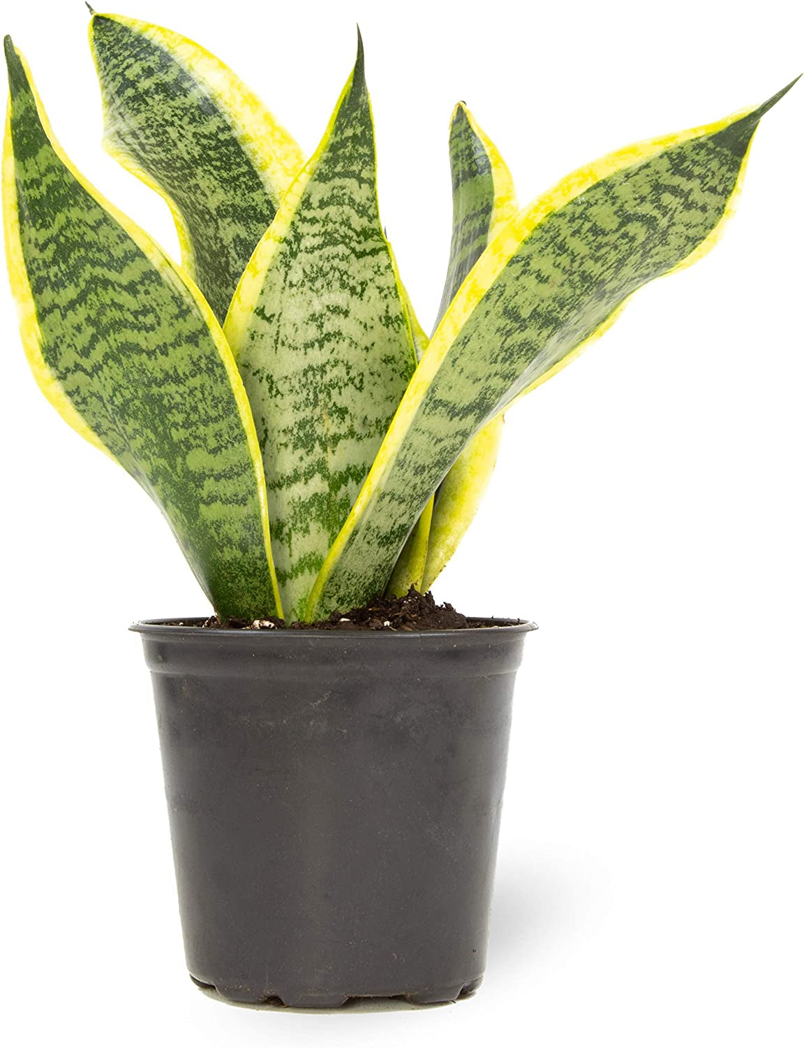 Live Snake Plant, Sansevieria Trifasciata Superba, Fully Rooted Indoor House Plant in Pot, Mother in Law Tongue Sansevieria Plant, Potted Succulent Plant, Houseplant in Potting Soil by