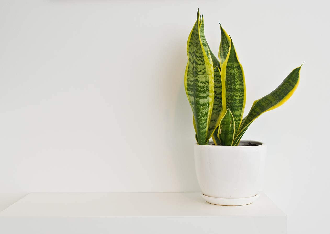 Live Snake Plant, Sansevieria Trifasciata Superba, Fully Rooted Indoor House Plant in Pot, Mother in Law Tongue Sansevieria Plant, Potted Succulent Plant, Houseplant in Potting Soil by