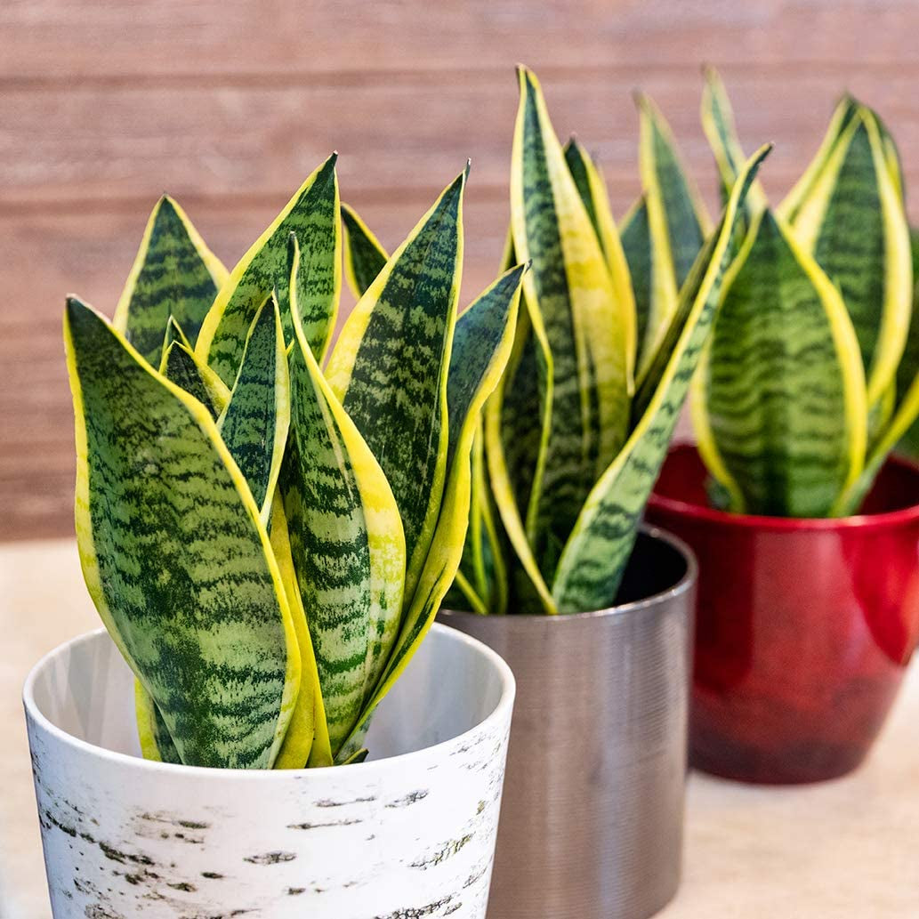 Live Snake Plant, Sansevieria Trifasciata Superba, Fully Rooted Indoor House Plant in Pot, Mother in Law Tongue Sansevieria Plant, Potted Succulent Plant, Houseplant in Potting Soil by