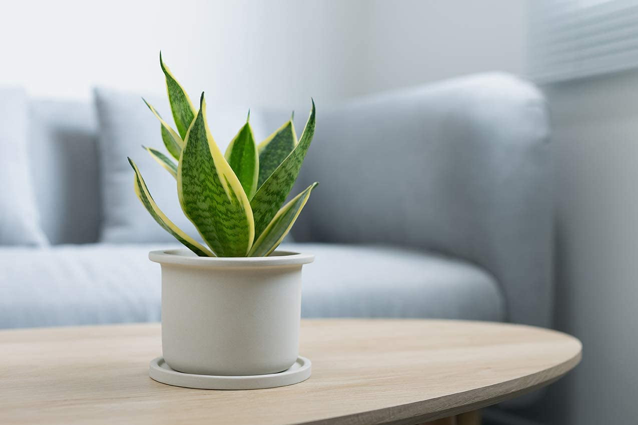 Live Snake Plant, Sansevieria Trifasciata Superba, Fully Rooted Indoor House Plant in Pot, Mother in Law Tongue Sansevieria Plant, Potted Succulent Plant, Houseplant in Potting Soil by