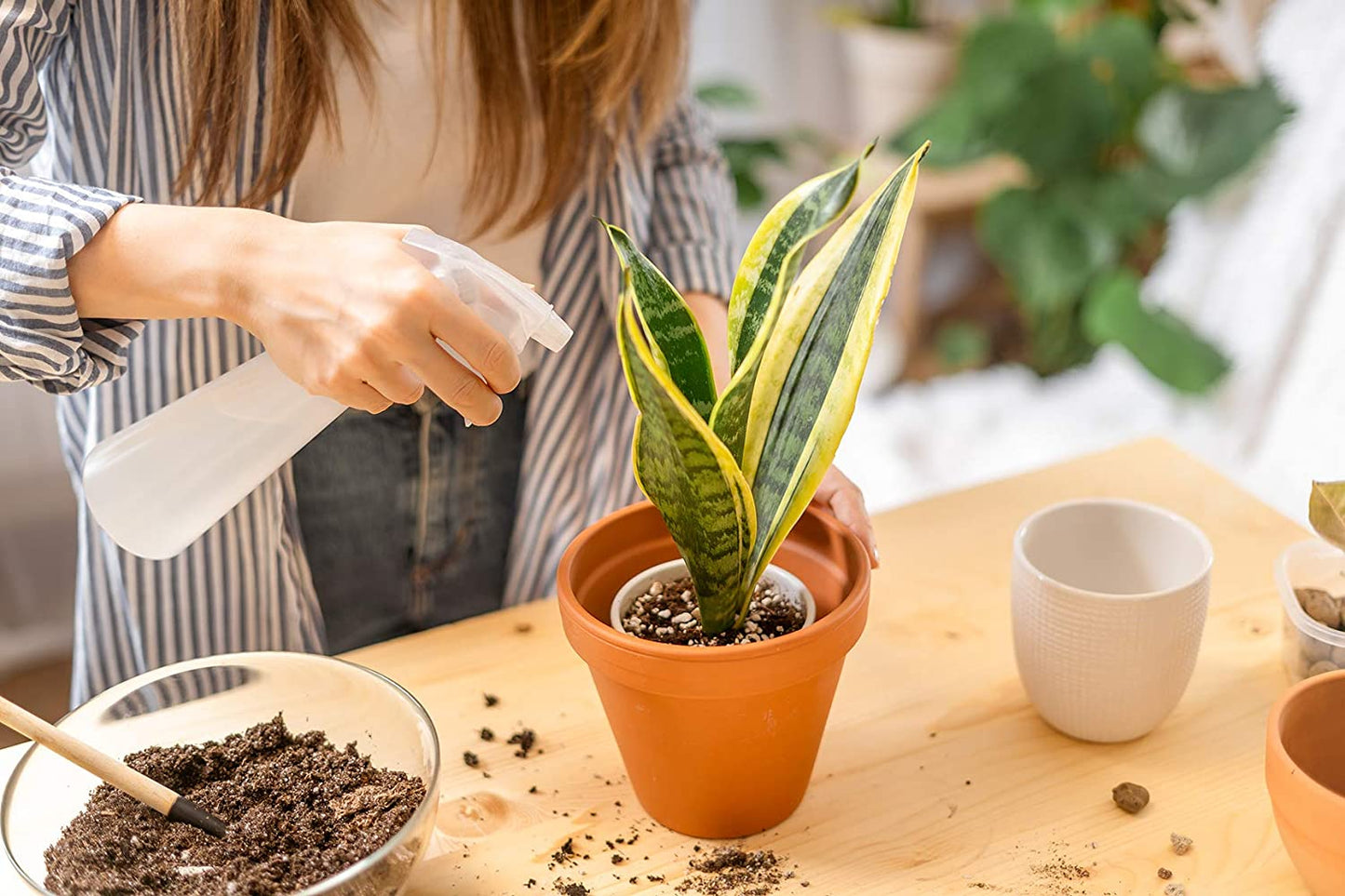 Live Snake Plant, Sansevieria Trifasciata Superba, Fully Rooted Indoor House Plant in Pot, Mother in Law Tongue Sansevieria Plant, Potted Succulent Plant, Houseplant in Potting Soil by