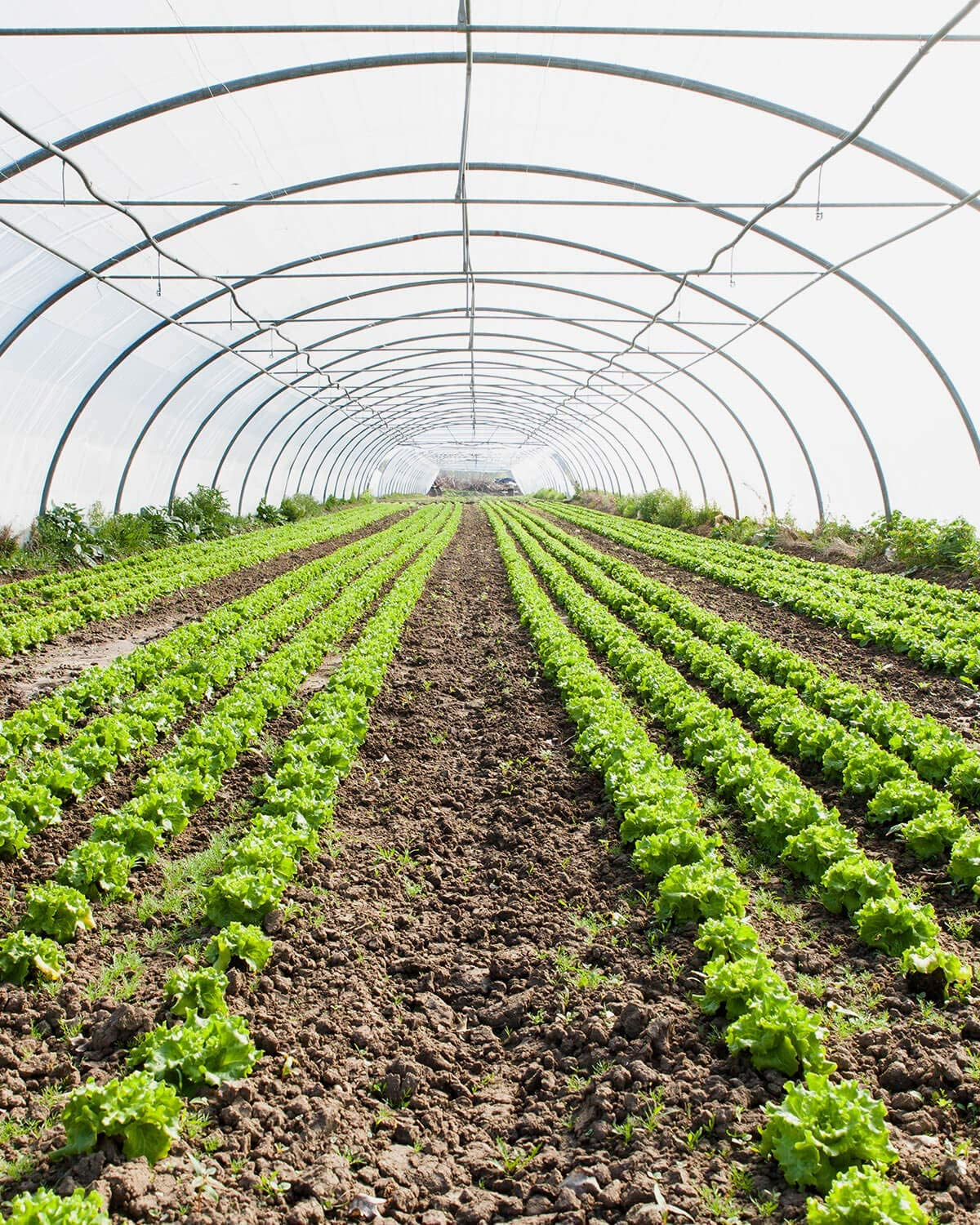 Farm Clear Greenhouse Covering - 26X40 Ft Anti-Fog Films Green House 6 Mil Plastic Polyethylene Film