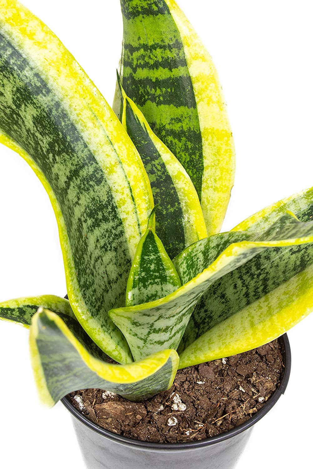 Live Snake Plant, Sansevieria Trifasciata Superba, Fully Rooted Indoor House Plant in Pot, Mother in Law Tongue Sansevieria Plant, Potted Succulent Plant, Houseplant in Potting Soil by